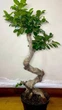 Фікус Бонсай Bonsai Ficus Ginseng, h 60-70см - изображение 3