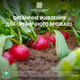 Удобрение Українські гумати FARMER органическое для корнеплодов и картофеля в легкодоступной форме, концентрат 1 кг (4820219190073) - изображение 4