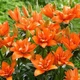 Лилия азиатская махровая Orange Twins - изображение 2