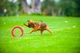 Кільце для апортування Collar PitchDog для собак, Ø17 см Рожевий (62367) - зображення 6