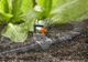 Микродождеватель Gardena Micro-Drip-System круговой 360°, 2 шт (01369-29) - изображение 3