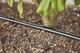 Шланг магістральний Gardena Micro-Drip-System 4,6 мм, 15 м (01350-29) - зображення 2