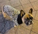 Худі для собак DogClub Wix XXL Black - зображення 4