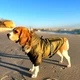 Куртка для собак DogClub ALFA XXL Green - изображение 8