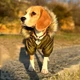 Куртка для собак DogClub ALFA XXL Green - изображение 9