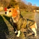 Куртка для собак DogClub ALFA XXL Green - изображение 10