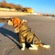 Куртка для собак DogClub ALFA XXL Green - изображение 3