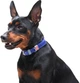 Нашийник для собак шкіряний Collar WAUDOG Classic, XS, Ш 12 мм, Дов 21-29 см (02029) - зображення 5