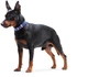Нашийник для собак шкіряний Collar WAUDOG Classic, XS, Ш 12 мм, Дов 21-29 см (02029) - зображення 9