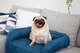 Лежак для Собак и Котов на диван Haustier Sofa Bed Denim S - 60х90х15см (S9-1-040) - изображение 5