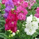 Левкою Королівська суміш Florium (726839) - зображення 1