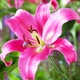 Лілія Profundo Ароматна Рожевий Цибулини Florium (203370) - зображення 1