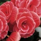 Бегонія Camelia Різнобарвний Цибулини Florium (204002) - зображення 3