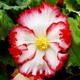 Бегонія Crispa Marginata біло-червона Різнобарвний Цибулини Florium (204024) - зображення 2