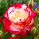 Роза Double Delight Florium - зображення 1