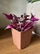 Суккулент Традесканция (Tradescantia), контейнер 9*9*10 см (s001m) - изображение 1