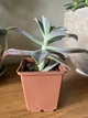 Суккулент Граптоверия Фред Ивз (Graptoveria Fred Ives), контейнер 9*9*10 см (s022m) - изображение 3