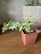 Суккулент Аптения кордифолия вариегата (Aptenia cordifolia variegata), контейнер 9*9*10 см (s005m) - изображение 2
