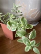Суккулент Аптения кордифолия вариегата (Aptenia cordifolia variegata), контейнер 9*9*10 см (s005m) - изображение 3