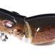 Воблер Fox Topwater Mouse 6.3cm 10.5g White - зображення 4