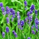 Лаванда Dwarf Blue Вузьколиста Фіолетовий Саджанці Florium - зображення 3