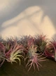Тилландсия атмосферная Tillandsia, 15-25см - изображение 4