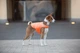 Курточка накидка для собак AiryVest XL B 68-80 см С 42-52 см Orange (15454) - изображение 5