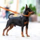 Водостойкий поводок для собак Collar WAUDOG Waterproof 15 мм длина 183 см оранжевый - изображение 3