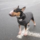 Жилет для животных Pet Fashion "E.Vest" XS-2 серый (4823082424368) - изображение 4