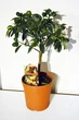 Цитрус Kumquat, горщик ⌀ 19, висота 55-60см - изображение 2