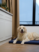 Матрас Lucky Pet Харлей для собак и кошек №2 45 x 50 x 5 см Синий (4820224213057) - изображение 4