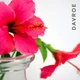 Восстанавливающий кондиционер для волос DAVROE Repair Senses Revitalizing Conditioner 325 мл - изображение 2