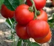 Семена Томат Толстой F1, 0,1 г (GL Seeds) - изображение 3
