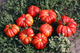 Насіння Томат Грибний лук, 0,15 г (GL Seeds) - зображення 5