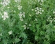 Насіння Суміш Кухонні трави, 20 г (GL Seeds) - зображення 5