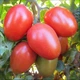 Семена Томат Страусинное яйцо, 0,1 г (GL Seeds) - изображение 2