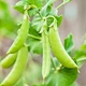 семена Горох Скинадо 100г Syngenta - изображение 1