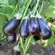 семена Баклажан Прадо F1 (KS27) 20сем Kitano Seeds - изображение 2