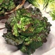 насіння Салат Маравілла 0,5г Hortus - зображення 1