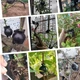 Набор Укоренителей Шариков Comshop Прозрачные диаметром 5/8/12 см 15 шт - изображение 9