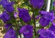 Дзвоники насіння 0,15 грами (прибл. 400 шт) (Campanula medium) дзвіночки кампанула Кентерберійські дворічні - зображення 2