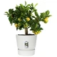 Горщик Elho greenville bowl 47cm білий 332280 - зображення 3