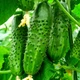 Семена Огурец Новый Нежинский F1, 10 шт (GL Seeds) - изображение 2