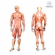 Перкуссионный ручной массажер для тела и мышц Medica+ MassHand Pro 5.0 - изображение 2