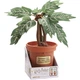 Іграшка плюшева The Noble Collection HARRY POTTER Mandrake Collector Plush electronic (Гаррі Поттер) NN7506 - зображення 7