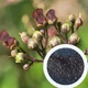 Норічник насіння (0,1 г близько 1000 шт) (Scrophularia nodosa) - зображення 1