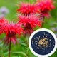 Монарда двійчаста насіння 0,05 гр (прибл. 100 шт) (Monarda didyma) багаторічна м'ята бергамот червона рута - зображення 1