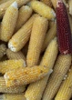 Кукуруза Попкорн семена 20 г (прибл 130 шт) суперранняя - изображение 5