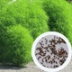 Кохія насіння 0,5 грами (прибл. 350 шт) (Bássia scopária) літній кипарис бассія кіпарисова однорічна - зображення 1