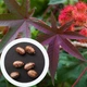 Кліщивина насіння (20 шт) (Ricinus commúnis) рицина звичайна боби рицинові - зображення 4